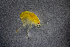  (Americhelidium micropleon - ZHAK-01762)  @11 [ ] CreativeCommons Attribution Non-Commercial No Derivatives (2022) Hakai Institute Hakai Institute
