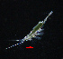  ( - ZHAK-02008)  @11 [ ] CreativeCommons Attribution Non-Commercial No Derivatives (2022) Hakai Institute Hakai Institute