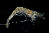 ( - ZHAK-03285)  @11 [ ] CreativeCommons Attribution Non-Commercial No Derivatives (2023) Hakai Institute Hakai Institute