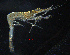  ( - ZHAK-03287)  @11 [ ] CreativeCommons Attribution Non-Commercial No Derivatives (2023) Hakai Institute Hakai Institute