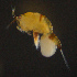  ( - ZHAK-03869)  @11 [ ] CreativeCommons Attribution Non-Commercial No Derivatives (2023) Hakai Institute Hakai Institute