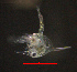  ( - ZHAK-03872)  @11 [ ] CreativeCommons Attribution Non-Commercial No Derivatives (2023) Hakai Institute Hakai Institute
