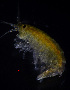  (Calliopius pacificus - ZHAK-04004)  @11 [ ] CreativeCommons Attribution Non-Commercial No Derivatives (2023) Hakai Institute Hakai Institute