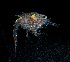  ( - ZHAK-04258)  @11 [ ] CreativeCommons Attribution Non-Commercial No Derivatives (2023) Hakai Institute Hakai Institute