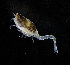  ( - ZHAK-04325)  @11 [ ] CreativeCommons Attribution Non-Commercial No Derivatives (2023) Hakai Institute Hakai Institute