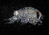  ( - ZHAK-04335)  @11 [ ] CreativeCommons Attribution Non-Commercial No Derivatives (2023) Hakai Institute Hakai Institute
