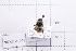  (Bombus impetuosus - 20QHBb-048)  @11 [ ] CreativeCommons  Attribution Non-Commercial Share-Alike (2030) Unspecified China Agricultural University