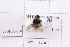  (Bombus kashmirensis - 20QHBb-050)  @11 [ ] CreativeCommons  Attribution Non-Commercial Share-Alike (2030) Unspecified China Agricultural University