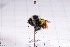  ( - 20QHBb-109)  @11 [ ] CreativeCommons  Attribution Non-Commercial Share-Alike (2030) Unspecified China Agricultural University