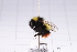  ( - 20QHBb-147)  @11 [ ] CreativeCommons  Attribution Non-Commercial Share-Alike (2030) Unspecified China Agricultural University