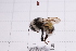  (Bombus lantschouensis - 20QHBb-199)  @11 [ ] CreativeCommons  Attribution Non-Commercial Share-Alike (2030) Unspecified China Agricultural University