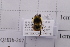  (Bombus lepidus - 20QHBb-207)  @11 [ ] CreativeCommons  Attribution Non-Commercial Share-Alike (2030) Unspecified China Agricultural University