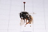  ( - 20QHBb-350)  @11 [ ] CreativeCommons  Attribution Non-Commercial Share-Alike (2030) Unspecified China Agricultural University