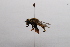  ( - 20QHO-087)  @11 [ ] CreativeCommons  Attribution Non-Commercial Share-Alike (2030) Unspecified China Agricultural University