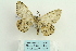  ( - ARB00026540)  @12 [ ] Copyright  SCDBC-KIZ-CAS, Imaging group Kunming Institute of Zoology, CAS