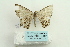  ( - ARB00026544)  @12 [ ] Copyright  SCDBC-KIZ-CAS, Imaging group Kunming Institute of Zoology, CAS