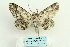  ( - ARB00026565)  @13 [ ] Copyright  SCDBC-KIZ-CAS, Imaging group Kunming Institute of Zoology, CAS