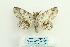  ( - ARB00026566)  @14 [ ] Copyright  SCDBC-KIZ-CAS, Imaging group Kunming Institute of Zoology, CAS