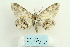  ( - ARB00026567)  @14 [ ] Copyright  SCDBC-KIZ-CAS, Imaging group Kunming Institute of Zoology, CAS