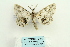  ( - ARB00026568)  @13 [ ] Copyright  SCDBC-KIZ-CAS, Imaging group Kunming Institute of Zoology, CAS