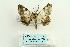  ( - ARB00026636)  @12 [ ] Copyright  SCDBC-KIZ-CAS, Imaging group Kunming Institute of Zoology, CAS