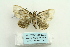  ( - ARB00026730)  @13 [ ] Copyright  SCDBC-KIZ-CAS, Imaging group Kunming Institute of Zoology, CAS
