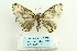 ( - ARB00026731)  @13 [ ] Copyright  SCDBC-KIZ-CAS, Imaging group Kunming Institute of Zoology, CAS