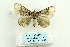  ( - ARB00026732)  @13 [ ] Copyright  SCDBC-KIZ-CAS, Imaging group Kunming Institute of Zoology, CAS