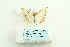  (Calletaera basipuncta - ARB00026734)  @13 [ ] Copyright  SCDBC-KIZ-CAS, Imaging group Kunming Institute of Zoology, CAS