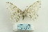  ( - ARB00026749)  @11 [ ] Copyright  SCDBC-KIZ-CAS, Imaging group Kunming Institute of Zoology, CAS