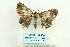  ( - ARB00026783)  @13 [ ] Copyright  SCDBC-KIZ-CAS, Imaging group Kunming Institute of Zoology, CAS