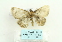  ( - ARB00026785)  @12 [ ] Copyright  SCDBC-KIZ-CAS, Imaging group Kunming Institute of Zoology, CAS