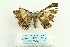  ( - ARB00026794)  @13 [ ] Copyright  SCDBC-KIZ-CAS, Imaging group Kunming Institute of Zoology, CAS