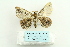  ( - ARB00026796)  @13 [ ] Copyright  SCDBC-KIZ-CAS, Imaging group Kunming Institute of Zoology, CAS