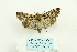  ( - ARB00027338)  @13 [ ] Copyright  SCDBC-KIZ-CAS, Imaging group Kunming Institute of Zoology, CAS