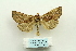  ( - ARB00027495)  @13 [ ] Copyright  SCDBC-KIZ-CAS, Imaging group Kunming Institute of Zoology, CAS