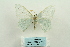 ( - ARB00027731)  @14 [ ] Copyright  SCDBC-KIZ-CAS, Imaging group Kunming Institute of Zoology, CAS