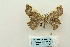  ( - ARB00027914)  @11 [ ] Copyright  SCDBC-KIZ-CAS, Imaging group Kunming Institute of Zoology, CAS