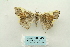  ( - ARB00027928)  @11 [ ] Copyright  SCDBC-KIZ-CAS, Imaging group Kunming Institute of Zoology, CAS