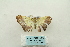  ( - ARB00027933)  @12 [ ] Copyright  SCDBC-KIZ-CAS, Imaging group Kunming Institute of Zoology, CAS