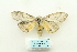  ( - ARB00028019)  @13 [ ] Copyright  SCDBC-KIZ-CAS, Imaging group Kunming Institute of Zoology, CAS