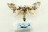  ( - ARB00028022)  @13 [ ] Copyright  SCDBC-KIZ-CAS, Imaging group Kunming Institute of Zoology, CAS