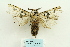  (Kamalia tattakana - ARB00028154)  @14 [ ] Copyright  SCDBC-KIZ-CAS, Imaging group Kunming Institute of Zoology, CAS