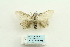  ( - ARB00028156)  @13 [ ] Copyright  SCDBC-KIZ-CAS, Imaging group Kunming Institute of Zoology, CAS