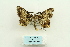  ( - ARB00028427)  @12 [ ] Copyright  SCDBC-KIZ-CAS, Imaging group Kunming Institute of Zoology, CAS
