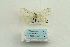  ( - ARB00028478)  @11 [ ] Copyright  SCDBC-KIZ-CAS, Imaging group Kunming Institute of Zoology, CAS