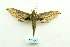  ( - ARB00028595)  @13 [ ] Copyright  SCDBC-KIZ-CAS, Imaging group Kunming Institute of Zoology, CAS