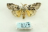  ( - ARB00028636)  @13 [ ] Copyright  SCDBC-KIZ-CAS, Imaging group Kunming Institute of Zoology, CAS