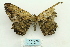  ( - ARB00028734)  @12 [ ] Copyright  SCDBC-KIZ-CAS, Imaging group Kunming Institute of Zoology, CAS
