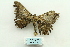  ( - ARB00028735)  @12 [ ] Copyright  SCDBC-KIZ-CAS, Imaging group Kunming Institute of Zoology, CAS